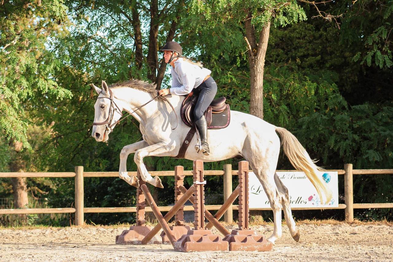 Caballo castrado Caballo de Deporte Irland&eacute;s En venta 2022 Tordo por Don vhp z