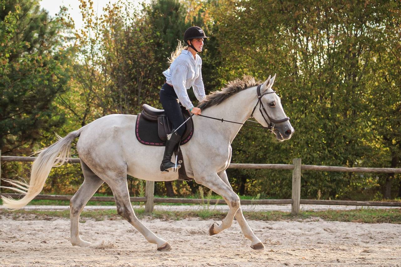 Caballo castrado Caballo de Deporte Irland&eacute;s En venta 2022 Tordo por Don vhp z