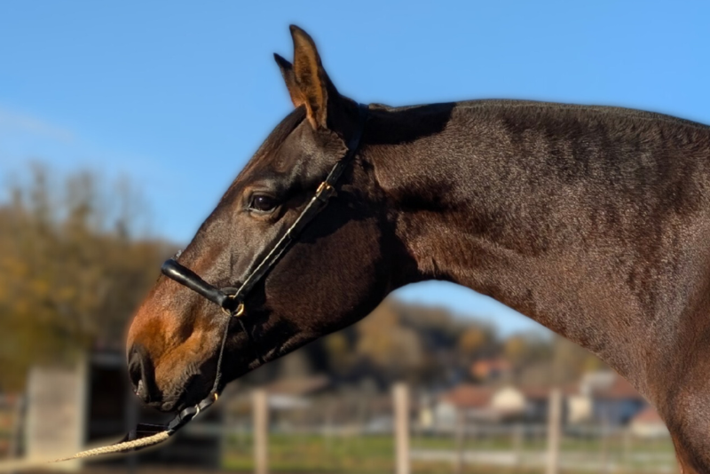 Yegua PRE Pura Raza Espa&ntilde;ola En venta 2021 Bayo por DUQUE MP