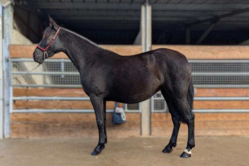 Yegua PRE Pura Raza Espa&ntilde;ola En venta 2022 Negro por FILANTROPO