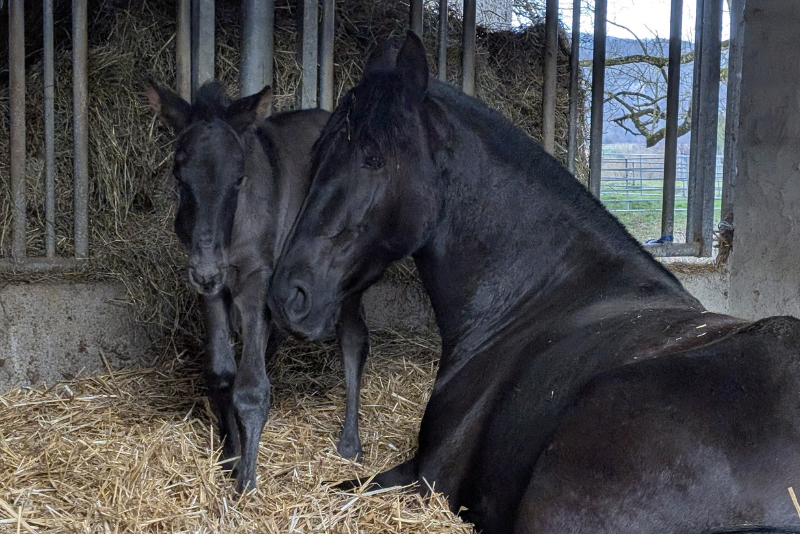 Yegua PRE Pura Raza Espa&ntilde;ola En venta 2022 Negro por FILANTROPO