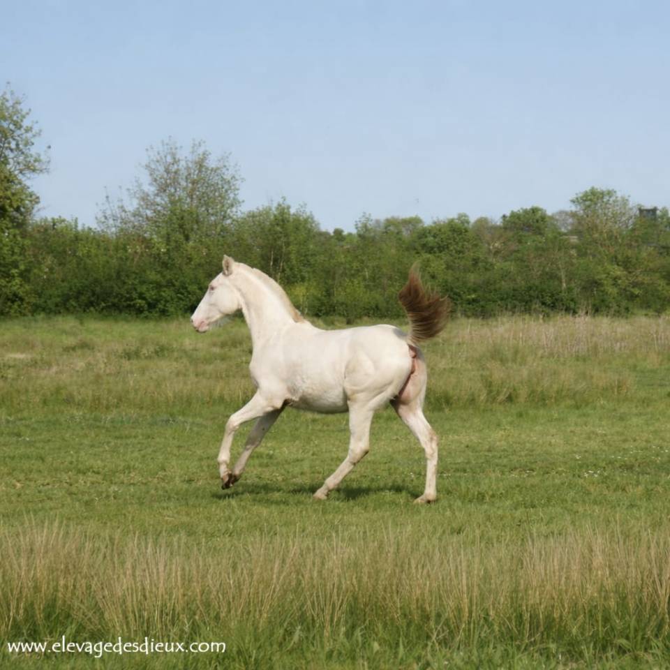 Potranca Crema En venta 2025 Crema por ICE DREAM ONE