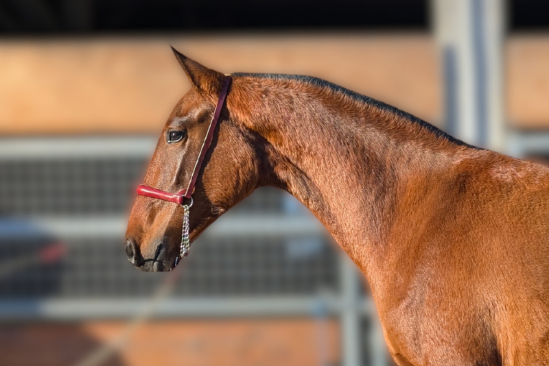 Yegua PRE Pura Raza Espa&ntilde;ola En venta 2024 Bayo por RECLAMO VI 