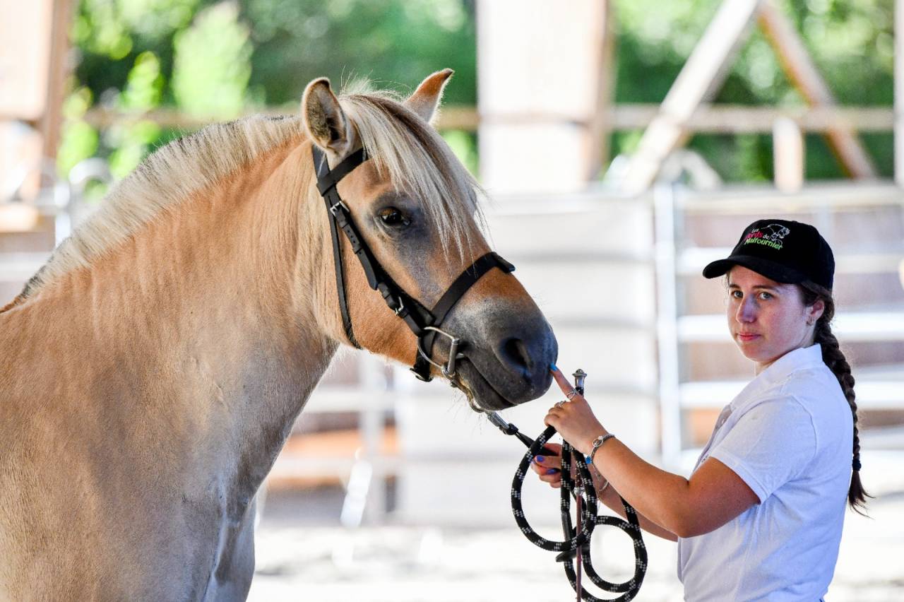 Yegua Fjord En venta 2022 Isabelo