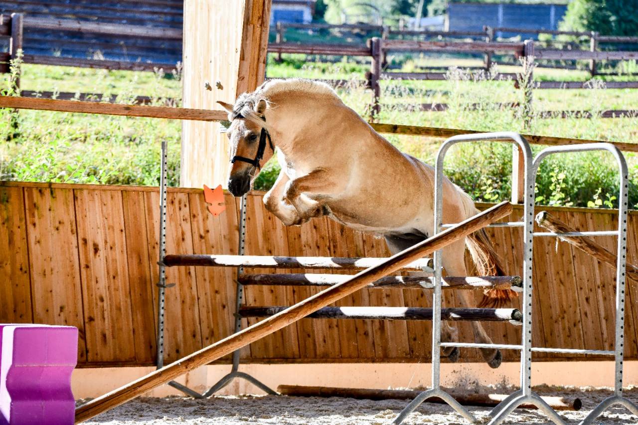 Yegua Fjord En venta 2022 Isabelo
