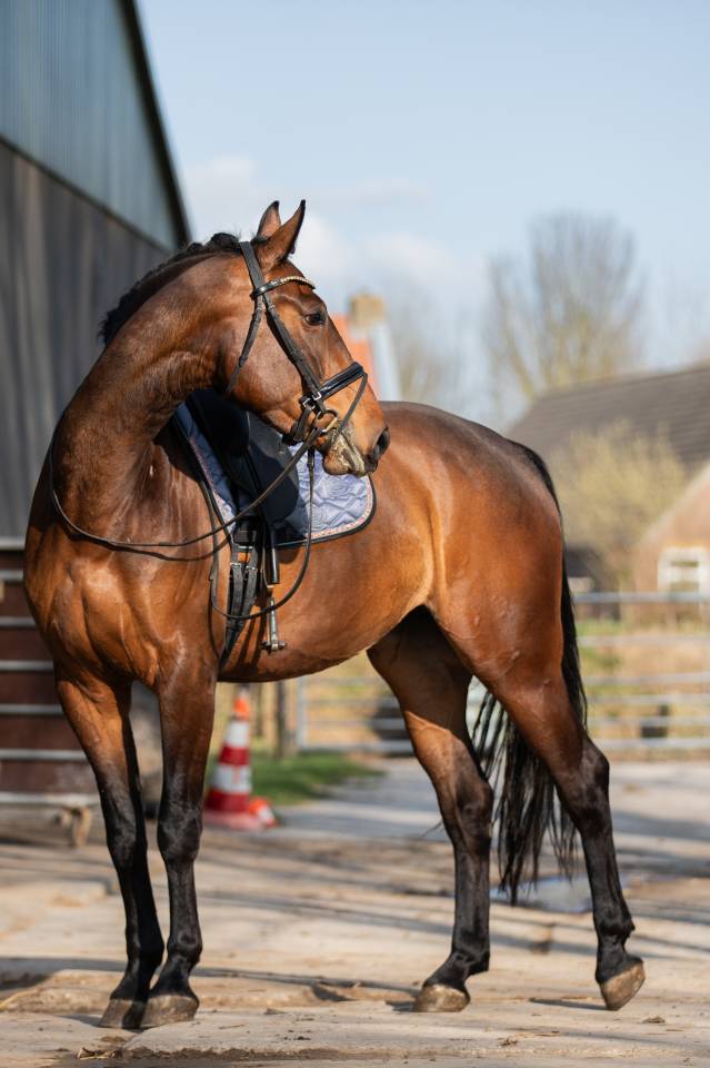 Yegua KWPN Caballo de Deporte Neerland&eacute;s En venta 2022 Bocifuego por Giano