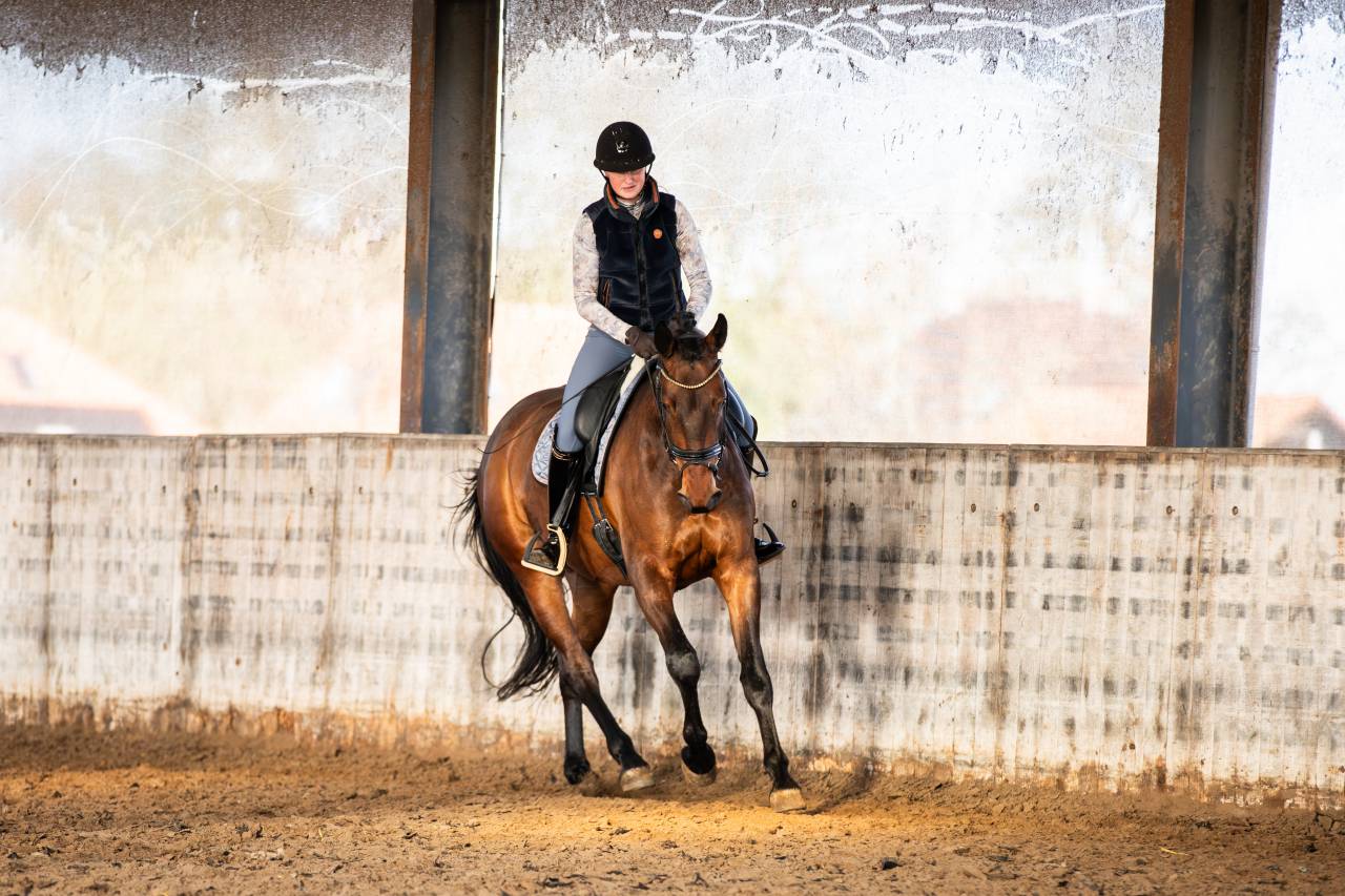 Yegua KWPN Caballo de Deporte Neerland&eacute;s En venta 2022 Bocifuego por Giano