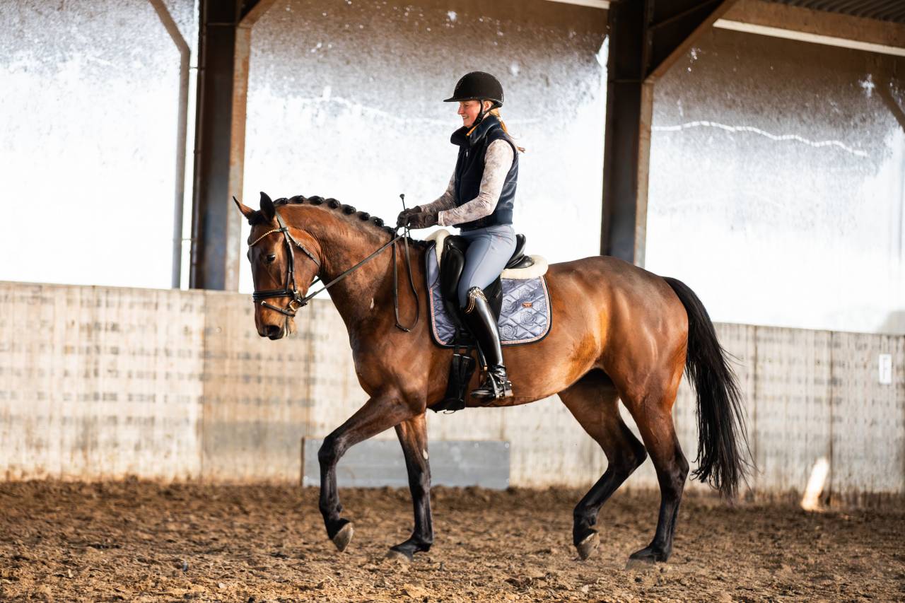 Yegua KWPN Caballo de Deporte Neerland&eacute;s En venta 2022 Bocifuego por Giano