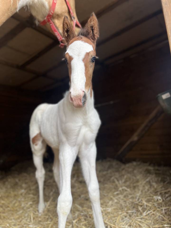 Potro Silla Franc&eacute;s En venta 2026 P&iacute;o