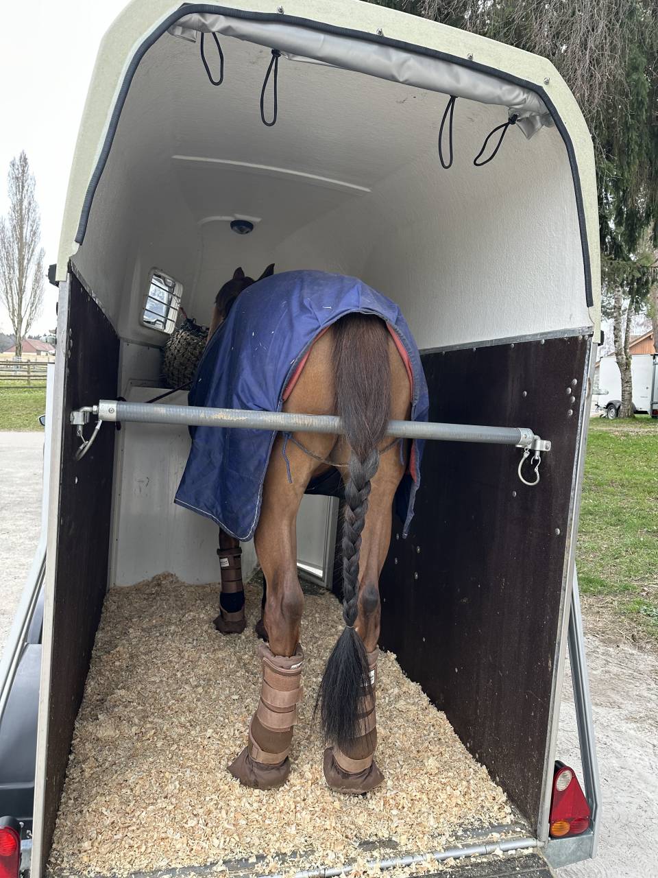 Van caballos Blomert T1 1,5 Caballos 2016 De segunda mano