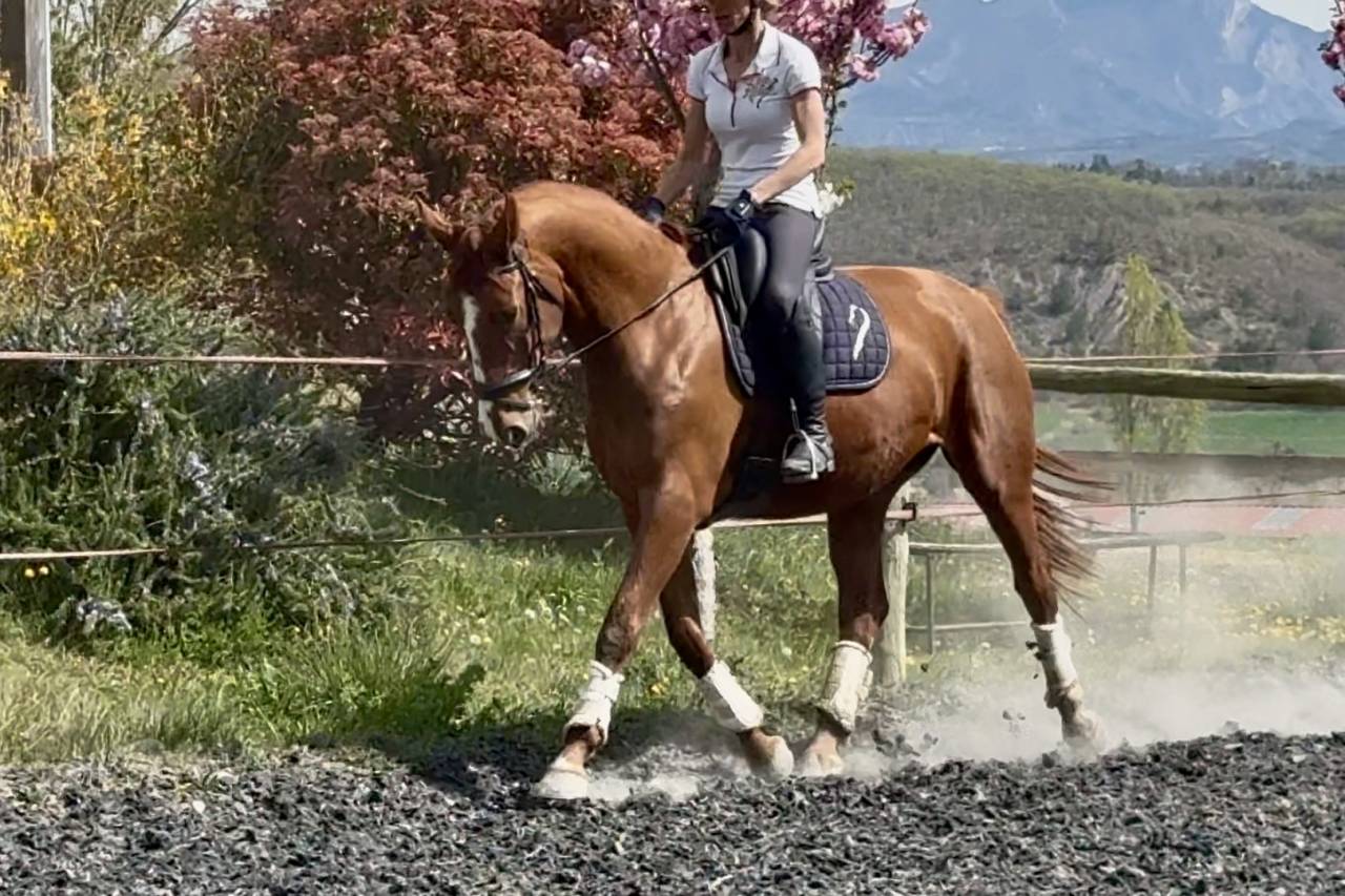 Yegua Silla Franc&eacute;s En venta 2021 Alaz&aacute;n por asti spumante