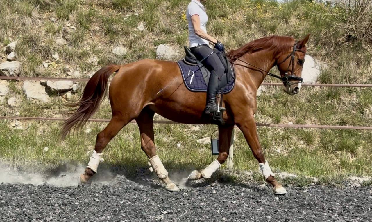 Yegua Silla Franc&eacute;s En venta 2021 Alaz&aacute;n por asti spumante