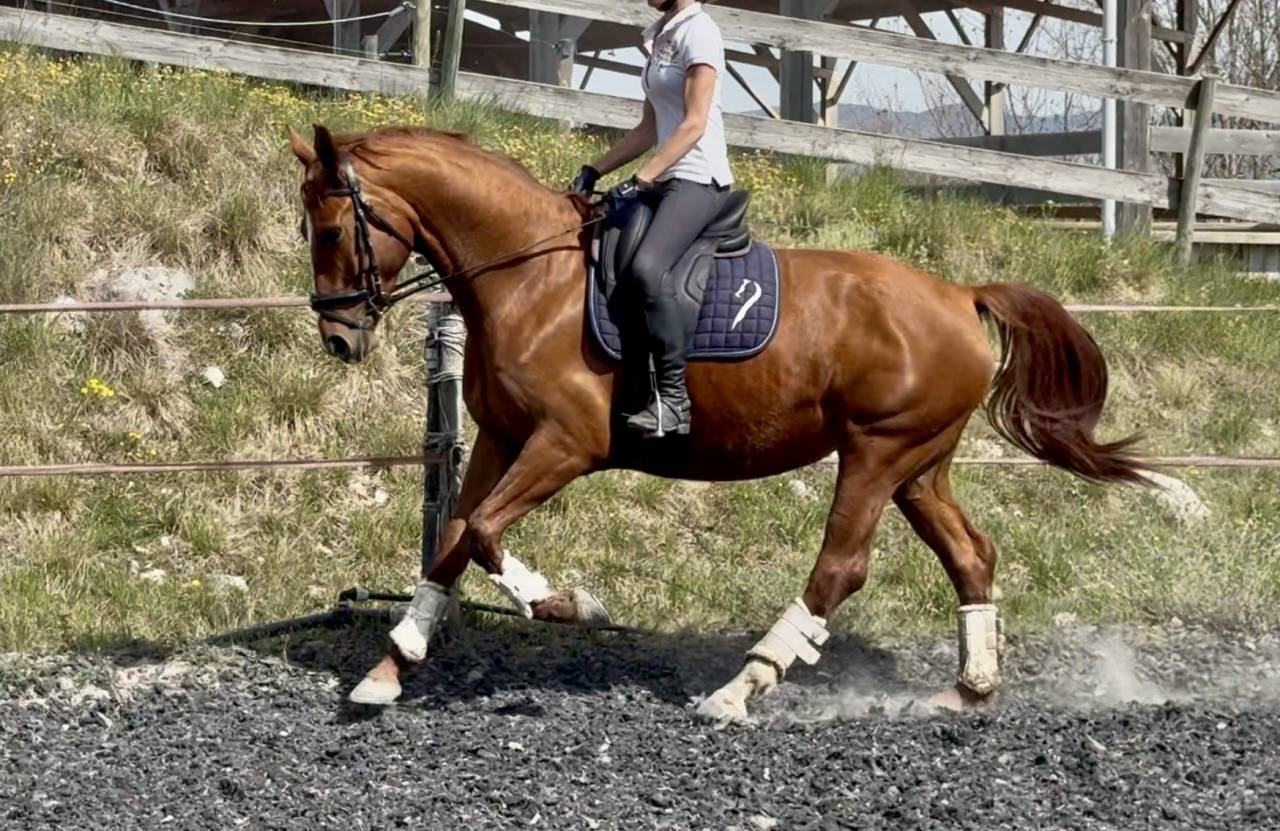 Yegua Silla Franc&eacute;s En venta 2021 Alaz&aacute;n por asti spumante