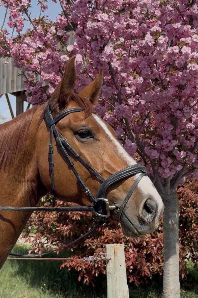 Yegua Silla Franc&eacute;s En venta 2021 Alaz&aacute;n por asti spumante