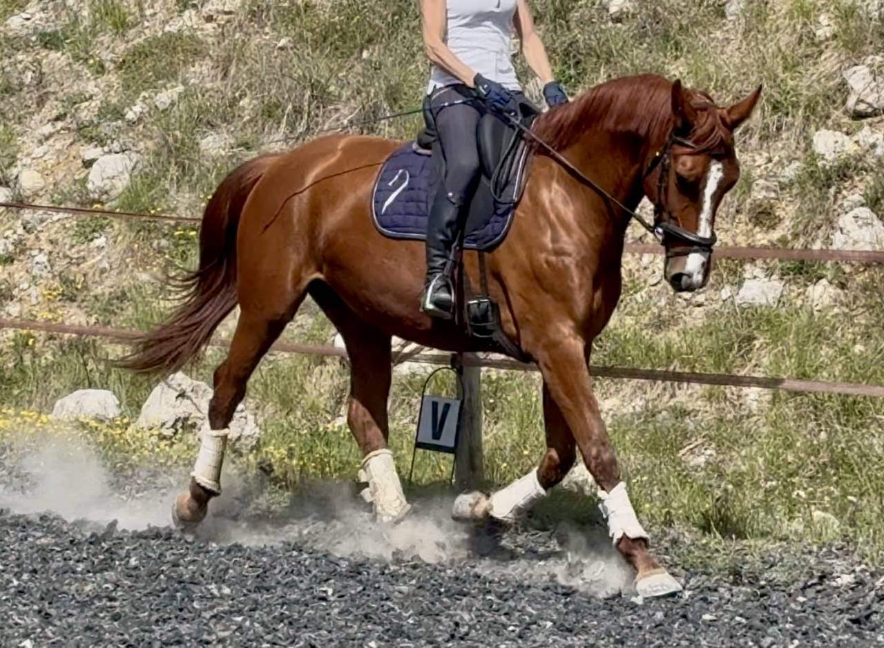 Yegua Silla Franc&eacute;s En venta 2021 Alaz&aacute;n por asti spumante