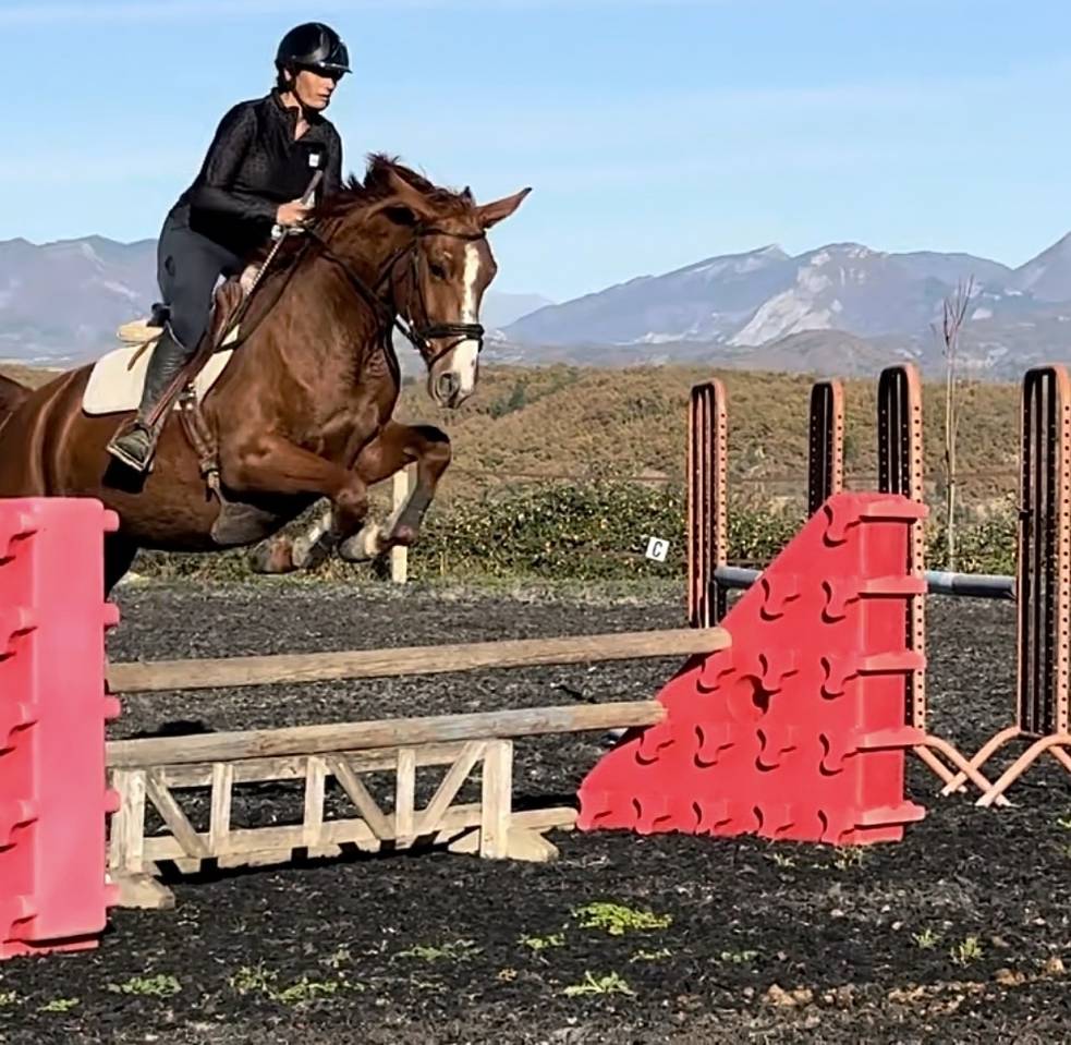 Yegua Silla Franc&eacute;s En venta 2021 Alaz&aacute;n por asti spumante