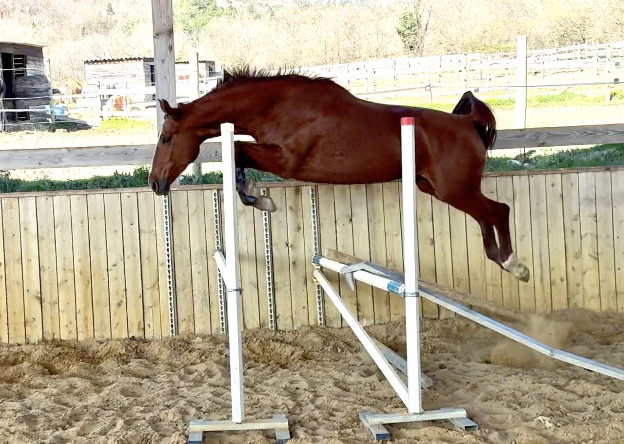 Yegua Silla Franc&eacute;s En venta 2021 Alaz&aacute;n por asti spumante