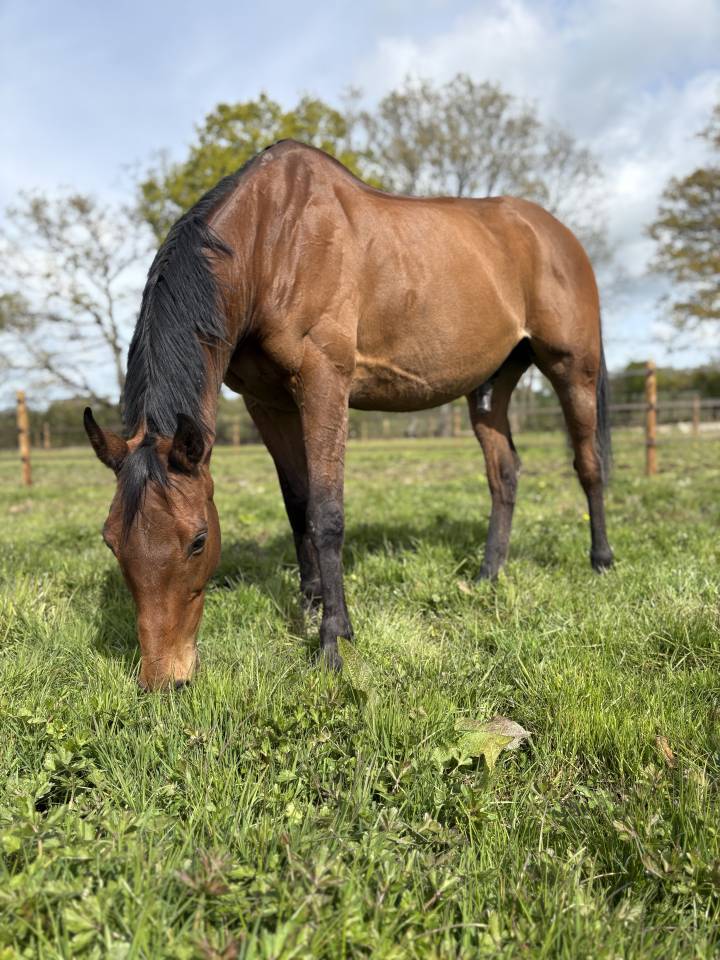 Caballo castrado Pura Sangre En venta 2016 Bayo