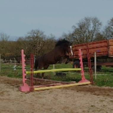 Yegua Connemara En venta 2021 Bayo por TITUS DE LIAF