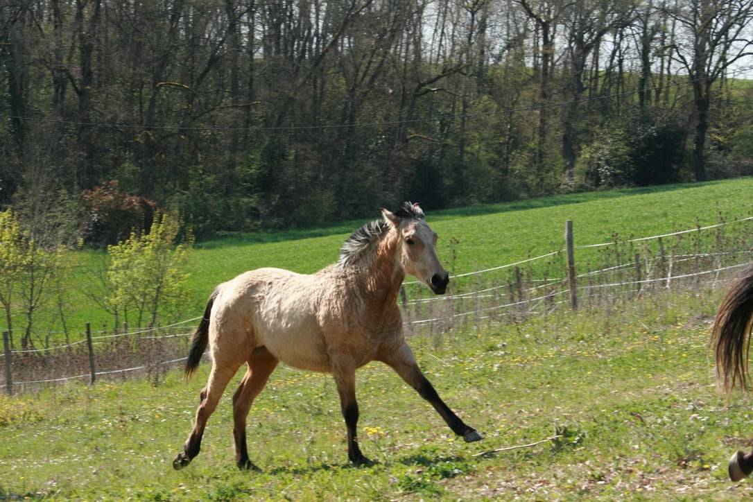 Potranca Crema En venta 2025 Isabelo por ICE DREAM ONE