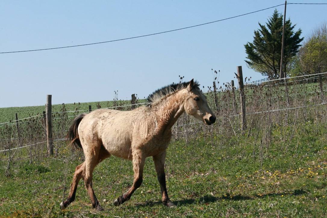 Potranca Crema En venta 2025 Isabelo por ICE DREAM ONE