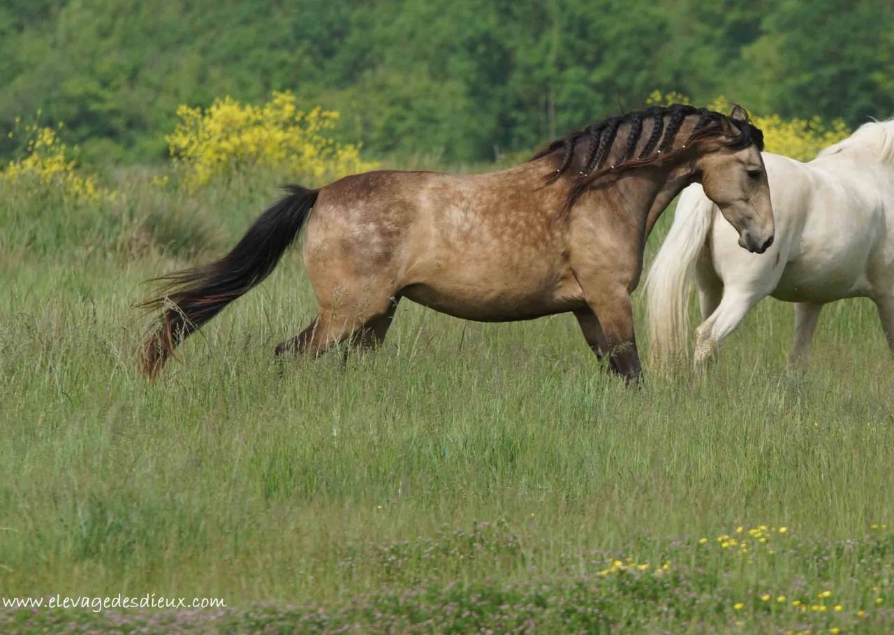 Potranca Crema En venta 2025 Isabelo por ICE DREAM ONE