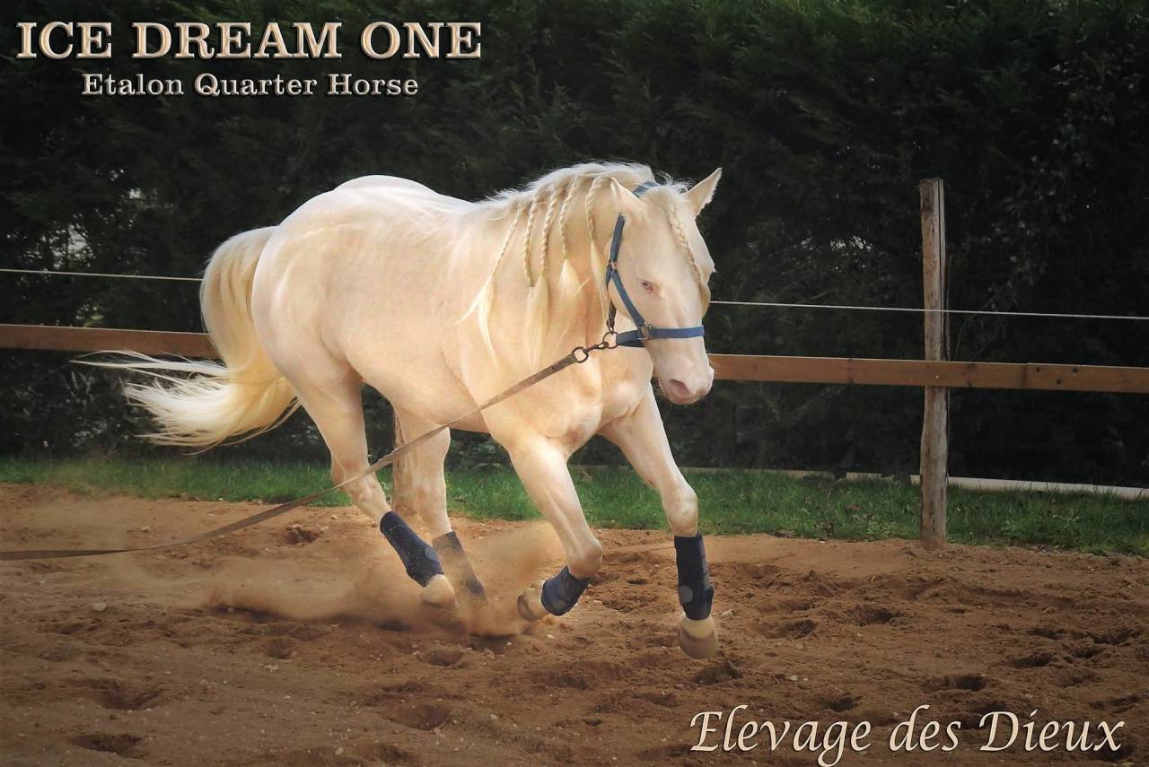 Potranca Crema En venta 2025 Isabelo por ICE DREAM ONE
