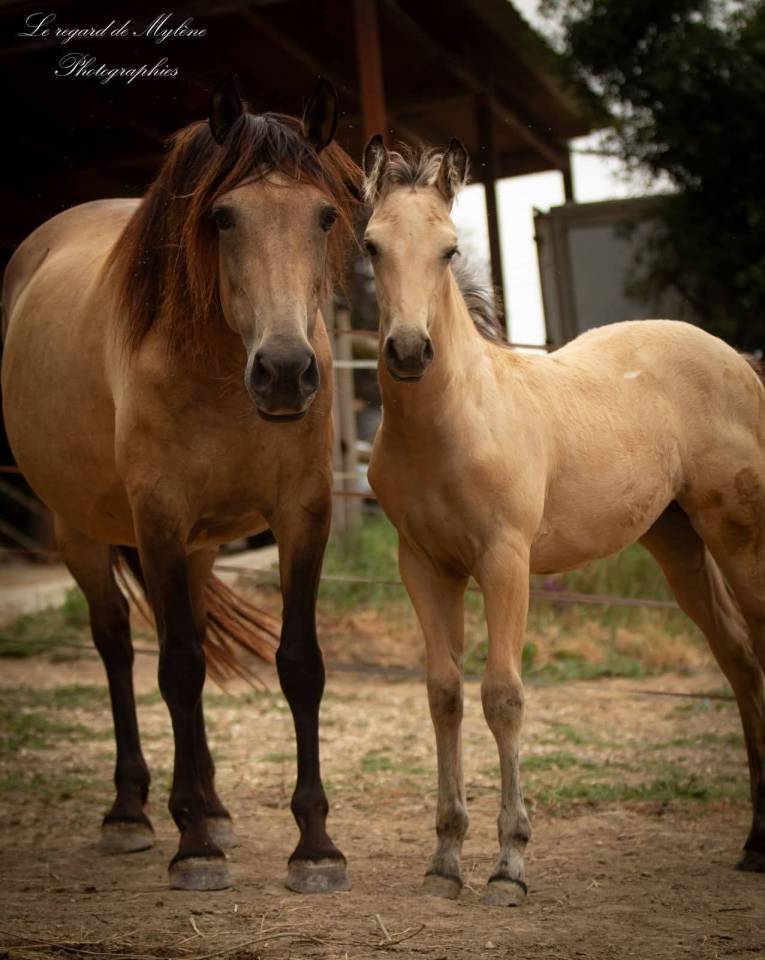 Potranca Crema En venta 2025 Isabelo por ICE DREAM ONE