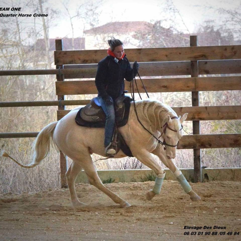 Potranca Crema En venta 2025 Isabelo por ICE DREAM ONE