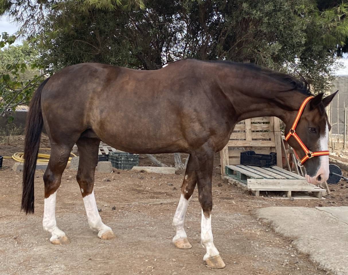 YEGUA HANNOVERIANA (SANCISCO, SANDRO HIT - LONDONDERRY)