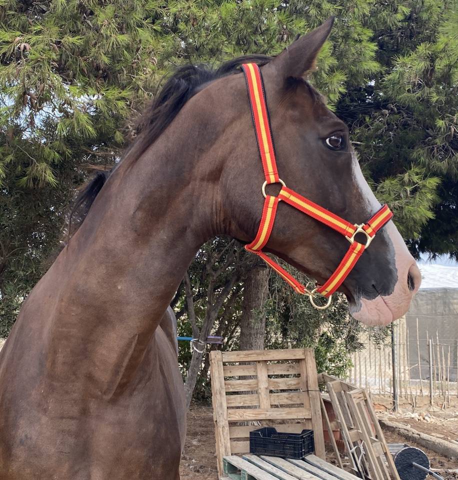 YEGUA HANNOVERIANA (SANCISCO, SANDRO HIT - LONDONDERRY)