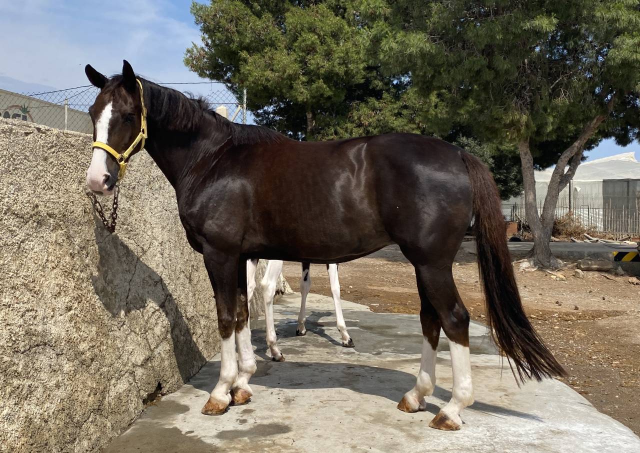 YEGUA HANNOVERIANA (SANCISCO, SANDRO HIT - LONDONDERRY)