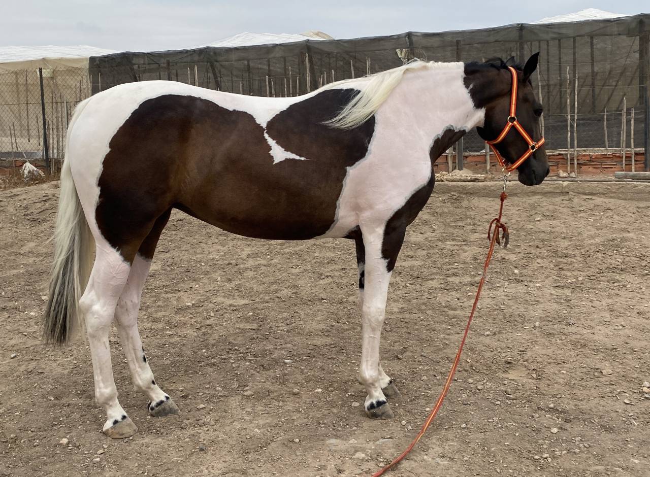 POTRA CDE PIA ( CHEROKI - SANCISCO/SANDRO HIT)