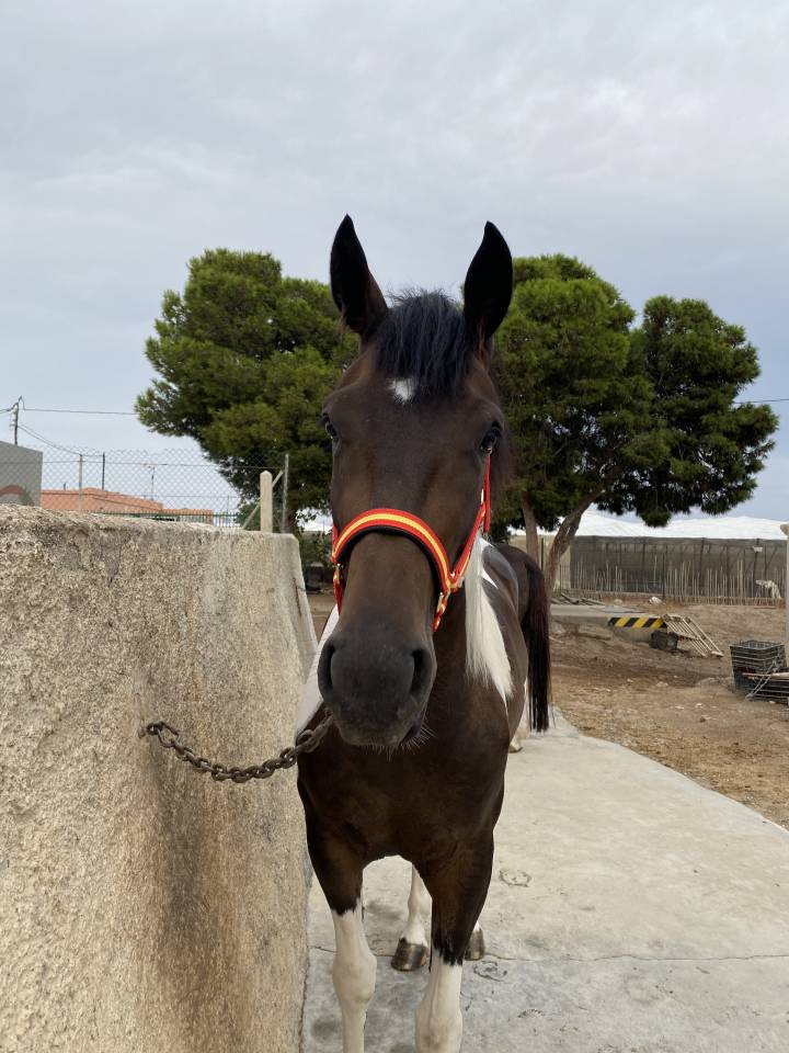 POTRA CDE PIA ( CHEROKI - SANCISCO/SANDRO HIT)