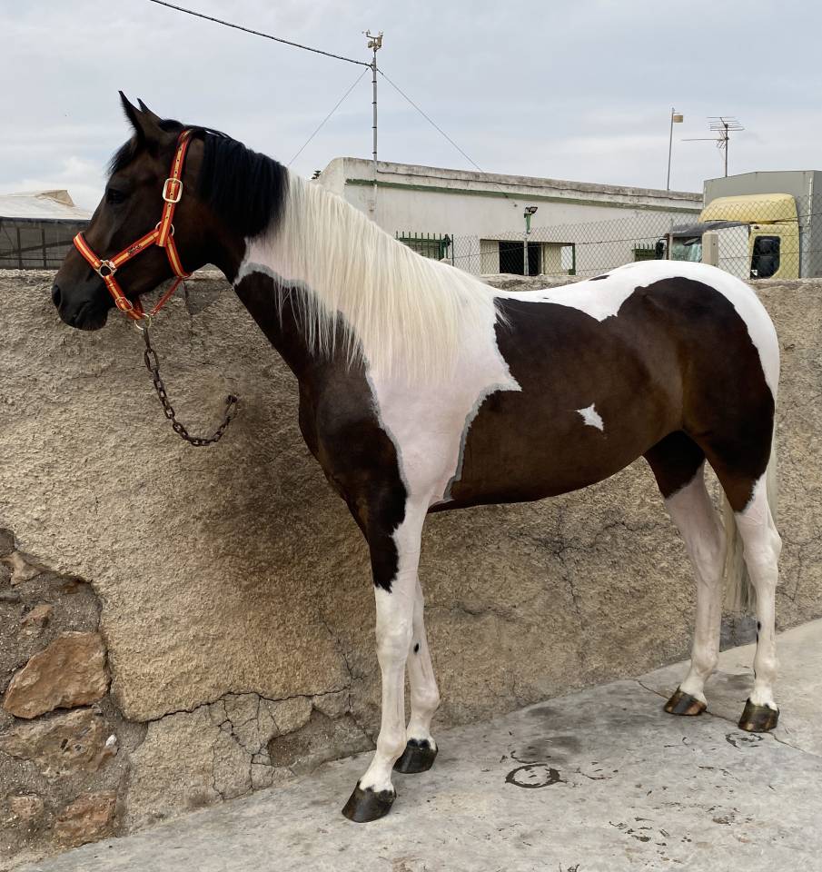 POTRA CDE PIA ( CHEROKI - SANCISCO/SANDRO HIT)