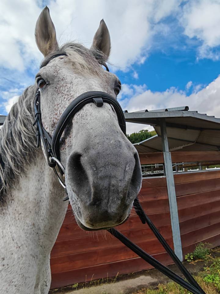 Caballo entero PRE Pura Raza Espa&ntilde;ola En venta 2014 Tordo