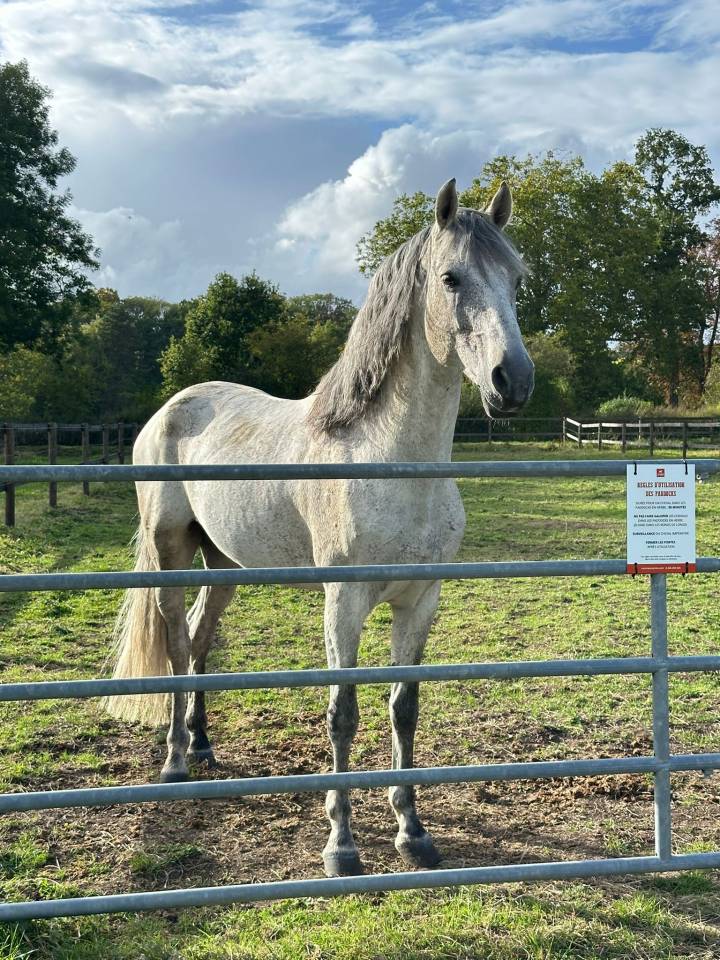Caballo entero PRE Pura Raza Espa&ntilde;ola En venta 2014 Tordo