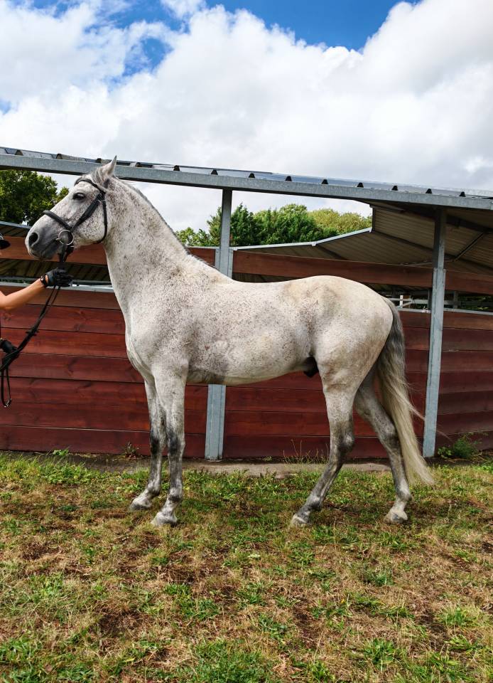 Caballo entero PRE Pura Raza Espa&ntilde;ola En venta 2014 Tordo