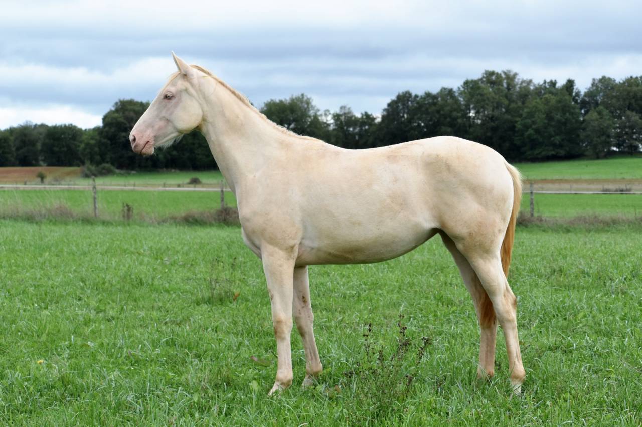 Yegua Silla Franc&eacute;s En venta 2024 Perlino