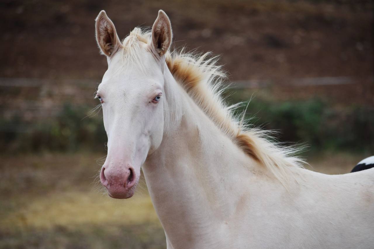 Yegua Silla Franc&eacute;s En venta 2024 Perlino