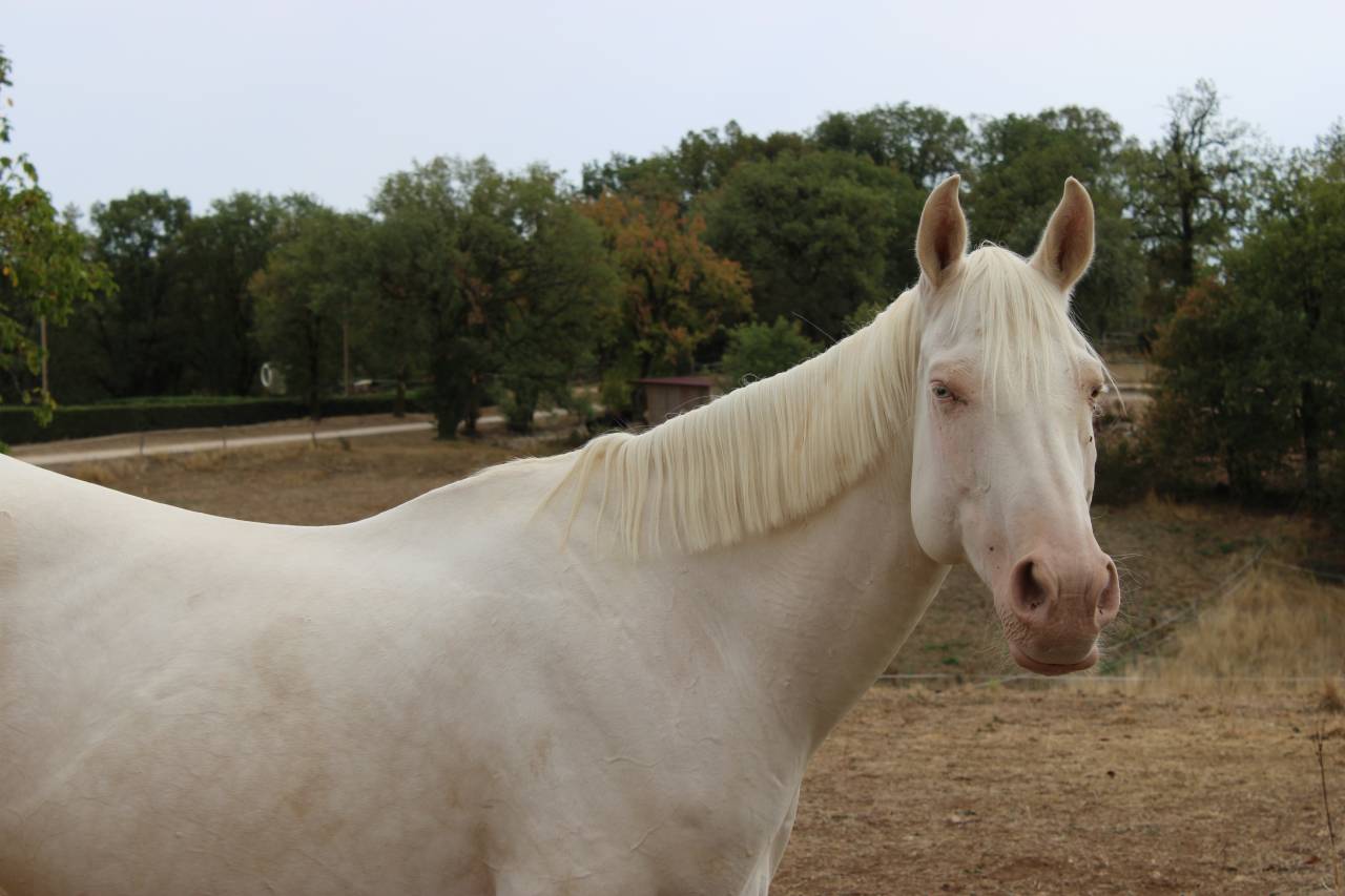 Yegua Silla Franc&eacute;s En venta 2024 Perlino