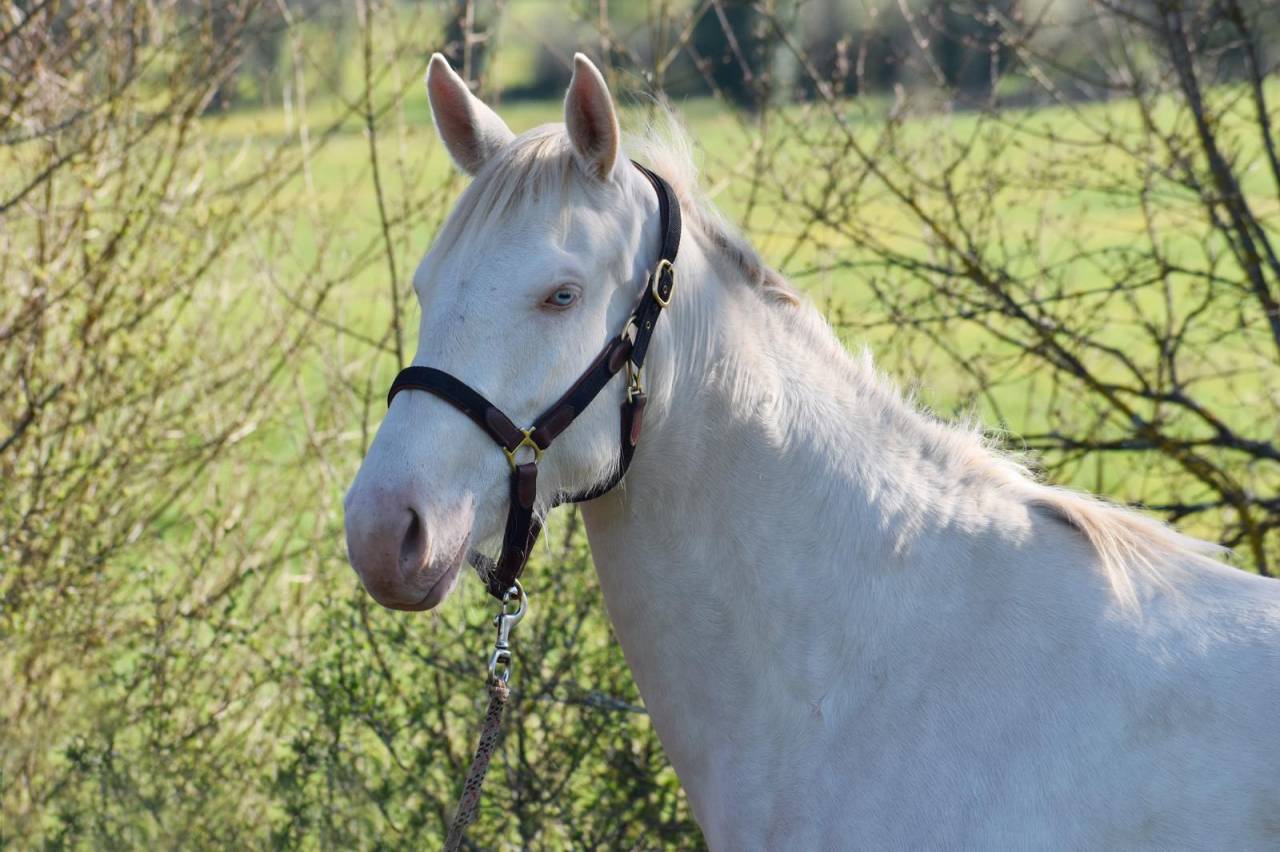 Yegua Silla Franc&eacute;s En venta 2024 Perlino