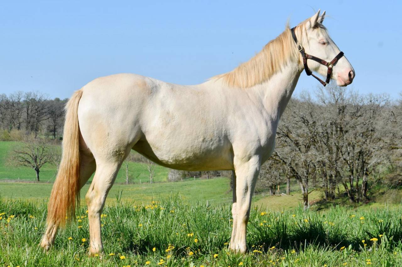 Yegua Silla Franc&eacute;s En venta 2024 Perlino