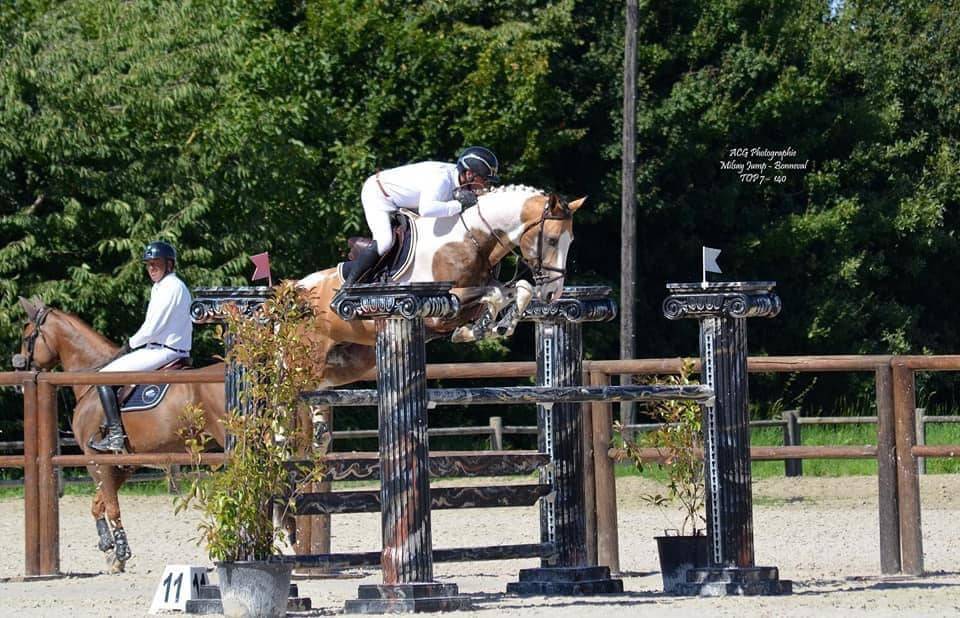 Yegua Silla Franc&eacute;s En venta 2024 Perlino