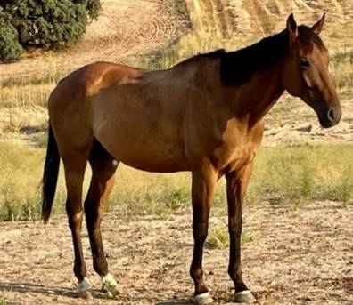 castrado 6 a&ntilde;os 173cm