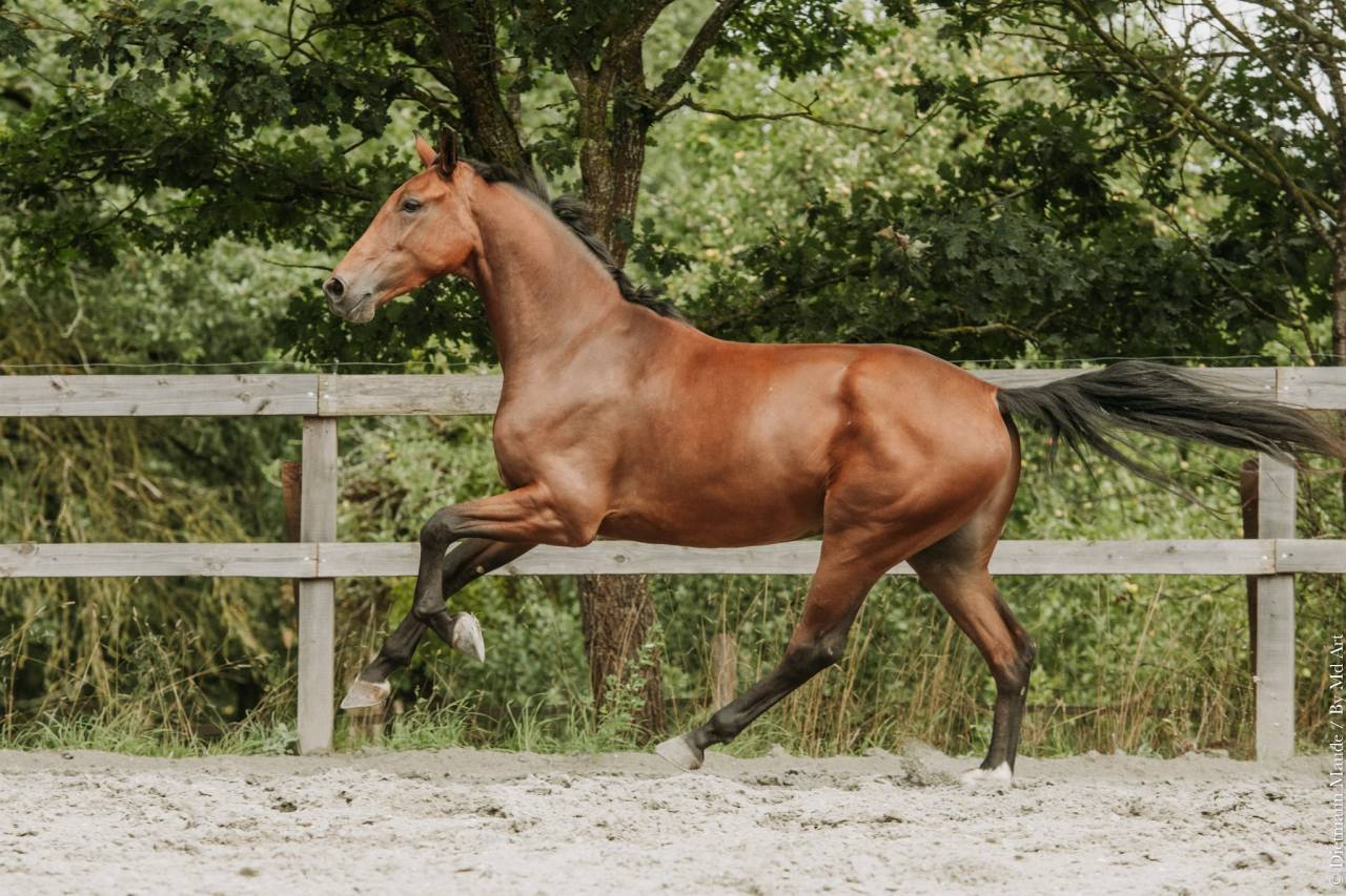 Caballo castrado KWPN Caballo de Deporte Neerland&eacute;s En venta 2022 Bayo
