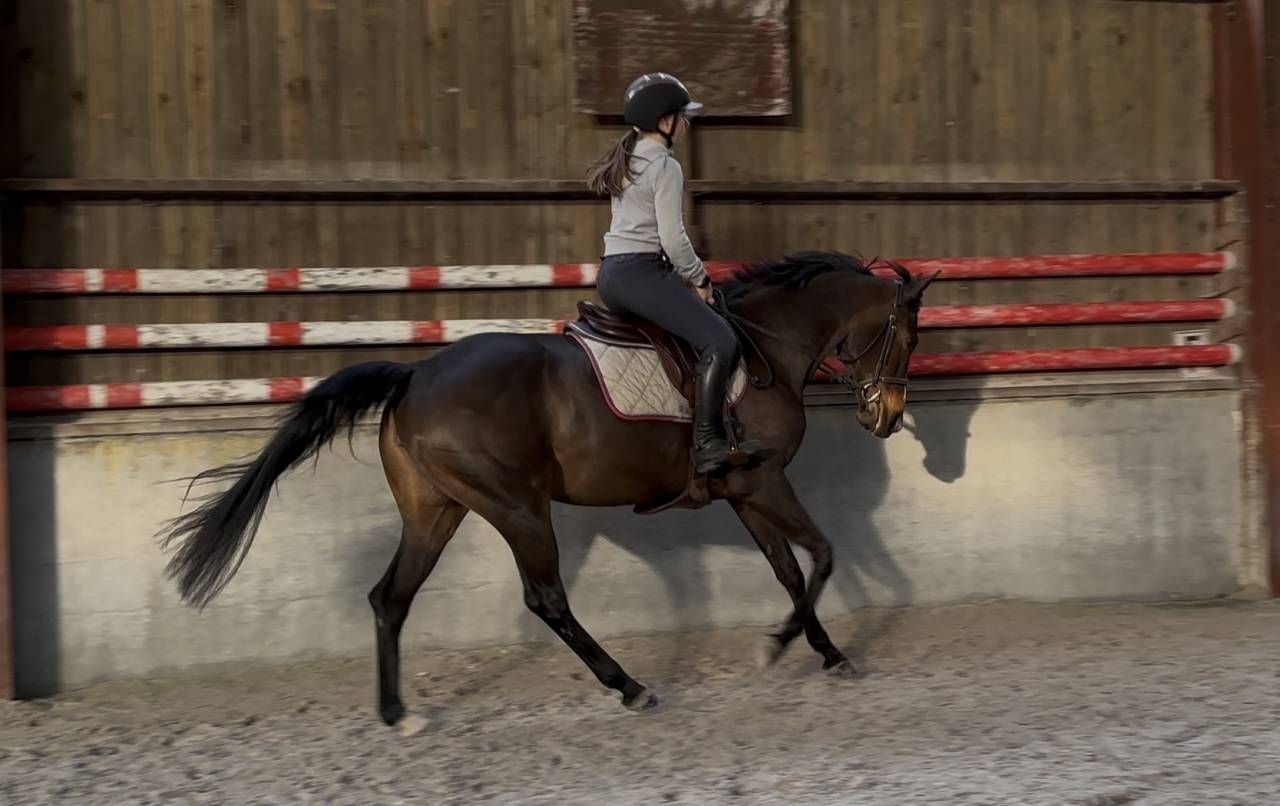 Yegua Zangersheide En venta 2020 Bayo