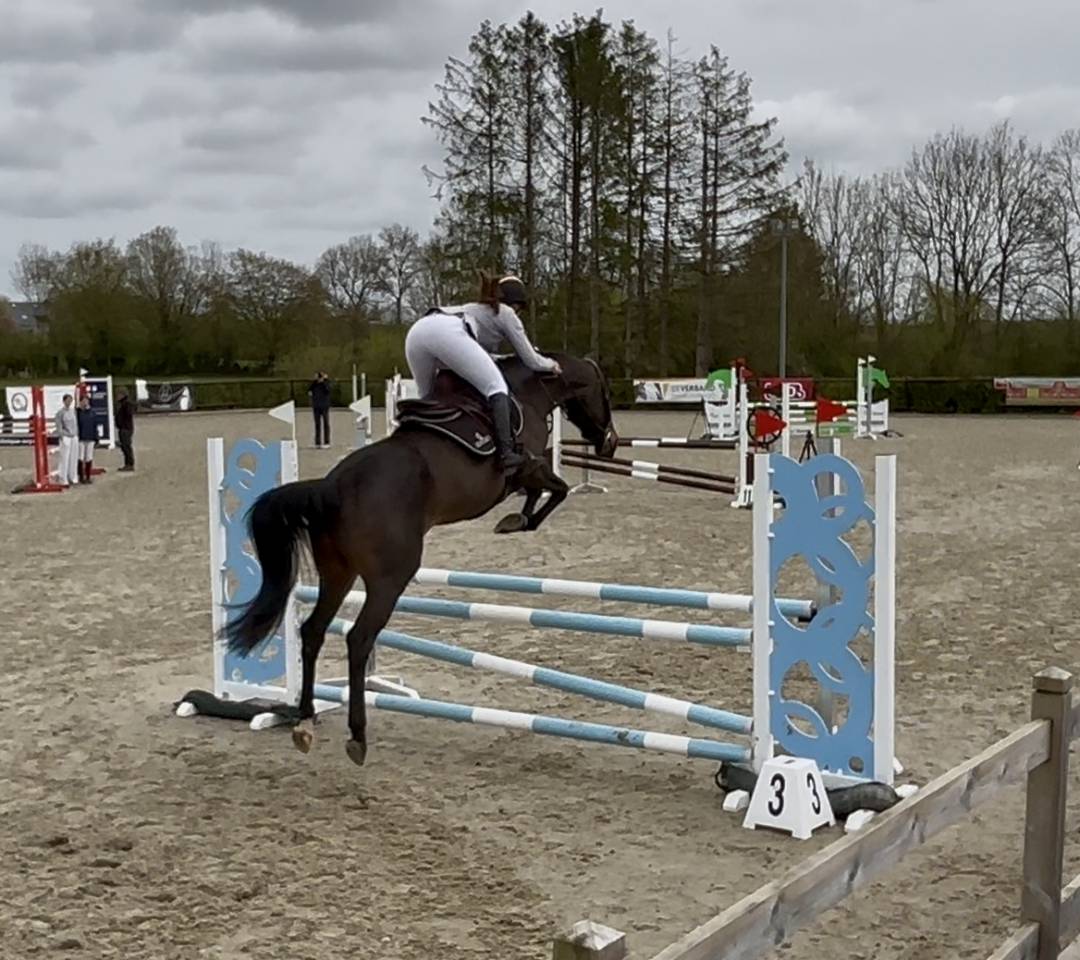 Yegua Zangersheide En venta 2020 Bayo