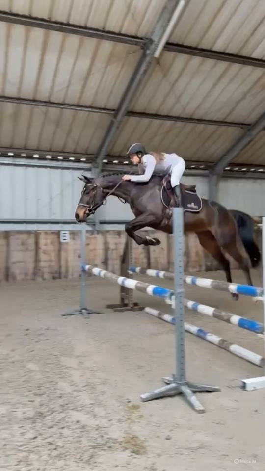 Yegua Zangersheide En venta 2020 Bayo