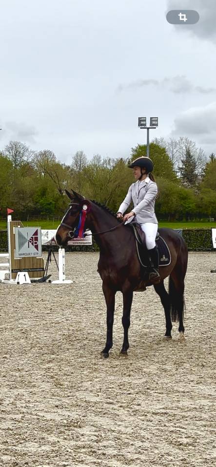 Yegua Zangersheide En venta 2020 Bayo